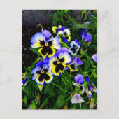 Johnny Jump Up Postkarte (Vorderseite)