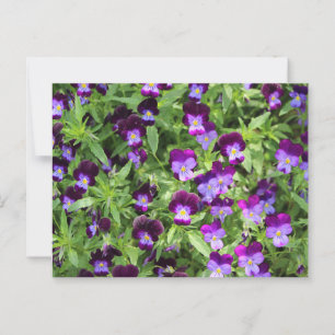 Johnny Pop Ups Postcard Postkarte