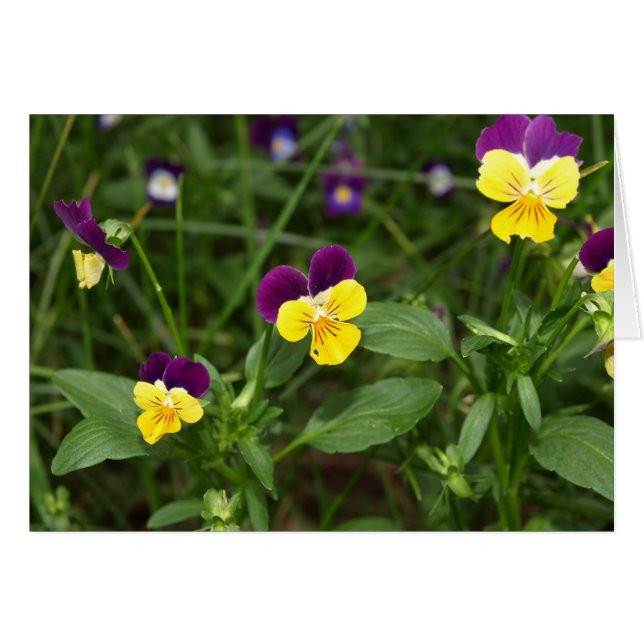 Johnny-sprung-up Card (Vorderseite (Horizontal))