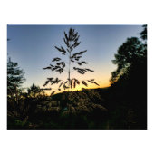 Johnson Grass Fotodruck (Vorne)