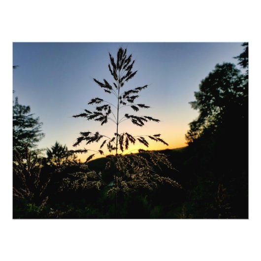 Johnson Grass Fotodruck (Vorne)