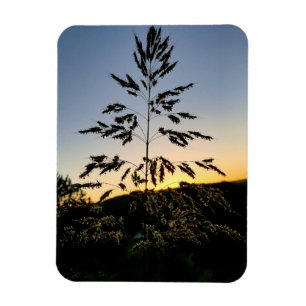 Johnson Grass Magnet