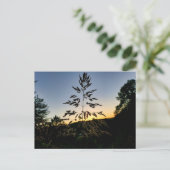 Johnson Grass Postkarte (Stehend Vorderseite)