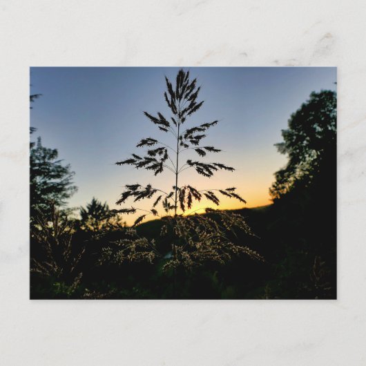 Johnson Grass Postkarte (Vorderseite)