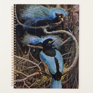 Johnston Vintage Blue Bird Paradise Illustration Planer