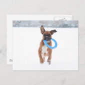 Jolie spielt Frizbee im Schnee Postkarte (Vorne/Hinten)