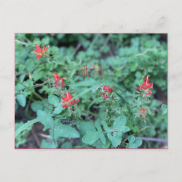 Jolly Juli Postcard Postkarte