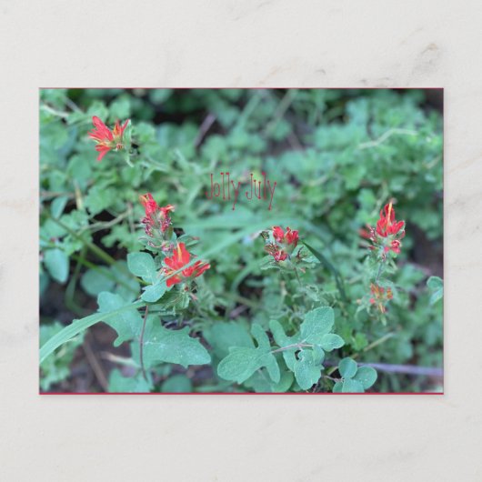 Jolly Juli Postcard Postkarte (Vorderseite)