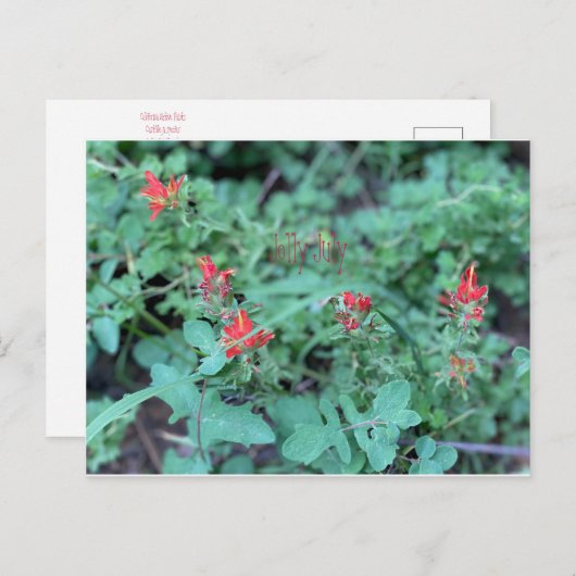 Jolly Juli Postcard Postkarte (Vorne/Hinten)