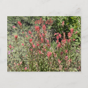 Jolly Juli Postkarte