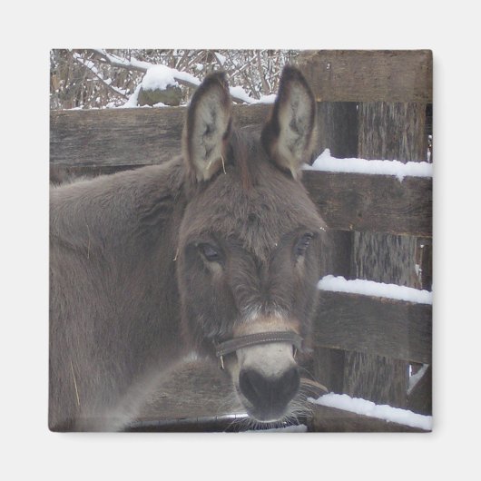 Jonathan Magnet (Vorne)