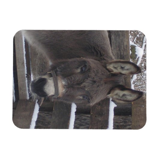 Jonathan Magnet (Horizontal)