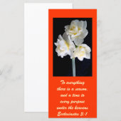 Jonquil Blume - Ecclesiastes 3:1 (Vorne/Hinten)