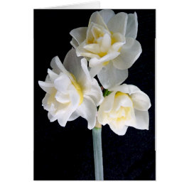 Jonquil Blume - Ecclesiastes 3:1