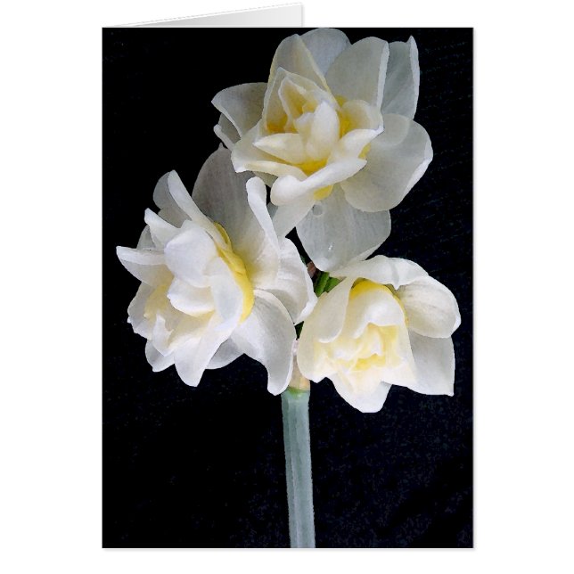 Jonquil Blume - Ecclesiastes 3:1 (Vorne)
