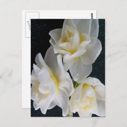 Jonquil Blume - Ecclesiastes 3:1 Postkarte (Vorne/Hinten)