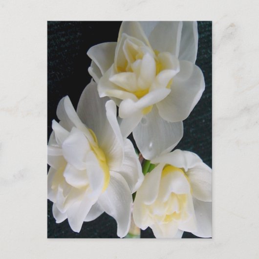 Jonquil Blume - Ecclesiastes 3:1 Postkarte (Vorderseite)