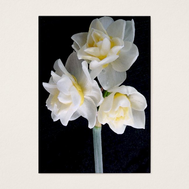 Jonquil Blume - Ecclesiastes 3:1 Traktkarte / (Vorderseite)