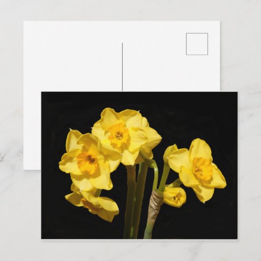 Jonquil Blume Postcard Postkarte (Vorne/Hinten)