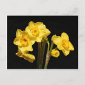 Jonquil Blume Postcard Postkarte (Vorderseite)