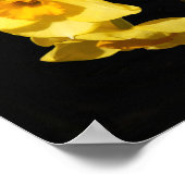 Jonquil Blume Poster (Ecke)