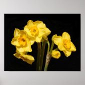 Jonquil Blume Poster (Vorne)