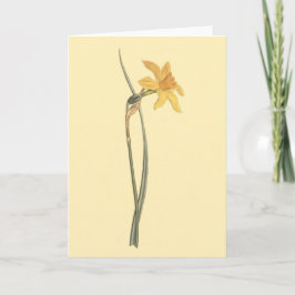 Jonquil Daffodil Yellow Blume Illustration Karte