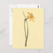 Jonquil Daffodil Yellow Blume Illustration Postkarte (Vorne/Hinten)