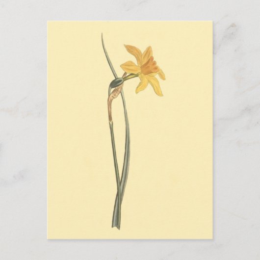 Jonquil Daffodil Yellow Blume Illustration Postkarte (Vorderseite)