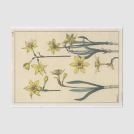 Jonquil, Eugene Grasset Botany Serie Seidenpapier