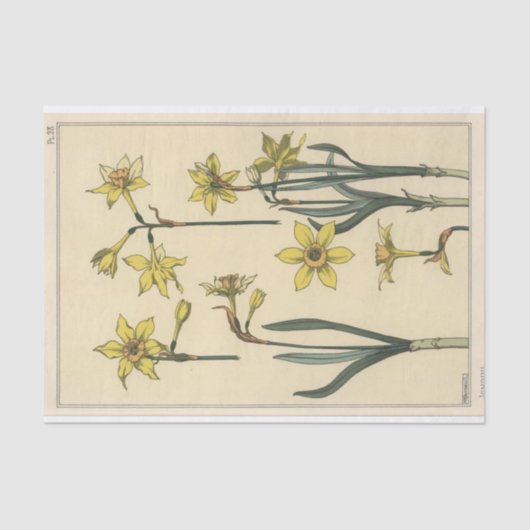 Jonquil, Eugene Grasset Botany Serie Seidenpapier (Vorderseite)