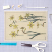 Jonquil, Eugene Grasset Botany Serie Seidenpapier (Handwerk)
