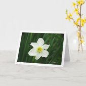 Jonquil in meinem Garten Karte (Gelbe Blume)