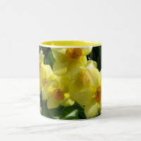 Jonquils/Narzissen/Narzisse