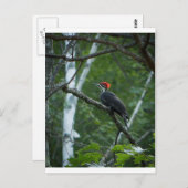 Jordan Pond Pileated Woodpecker. Postkarte (Vorne/Hinten)