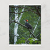 Jordan Pond Pileated Woodpecker. Postkarte (Vorderseite)