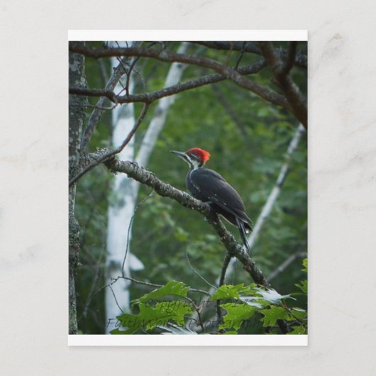 Jordan Pond Pileated Woodpecker. Postkarte (Vorderseite)