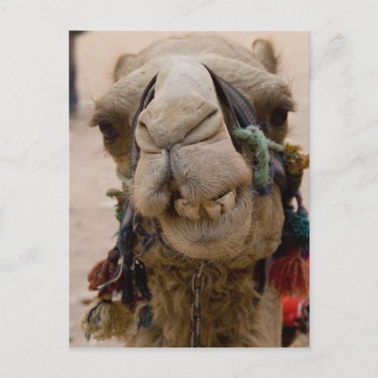 Jordanien, antike nabatäische Stadt Petra. Lokale Postkarte (Vorderseite)