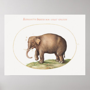Joris Hoefnagel Elephant mit Insektenleuchten Poster