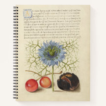 Joris Hoefnagel Liebe-in-a-Mist und Kastanien 1561
