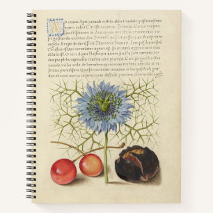 Joris Hoefnagel Liebe-in-a-Mist und Kastanien 1561 Notizblock