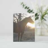 Jose Benito Postkarte (Stehend Vorderseite)