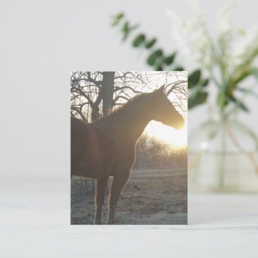 Jose Benito Postkarte (Stehend Vorderseite)