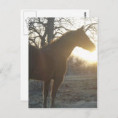 Jose Benito Postkarte (Vorne/Hinten)