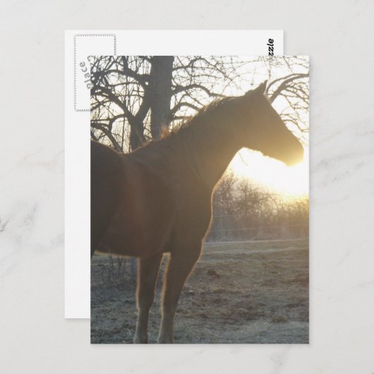 Jose Benito Postkarte (Vorne/Hinten)