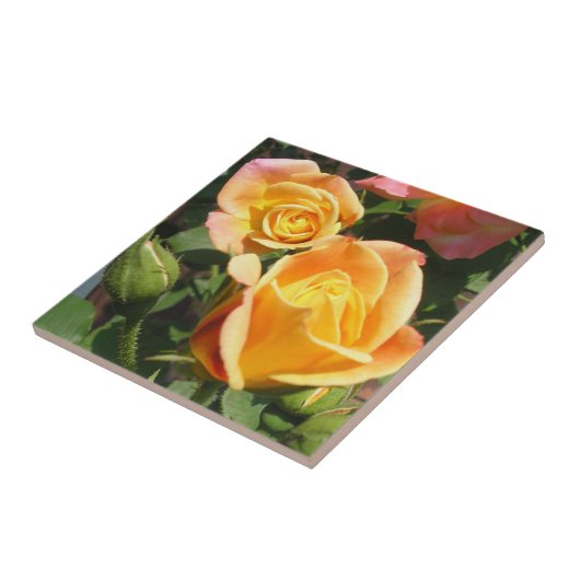 Joseph-Coat-Rose Fliese (Seite)