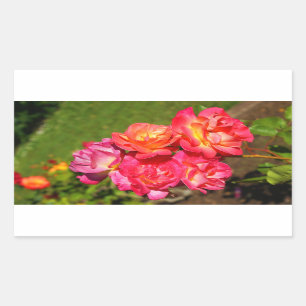 Joseph's Coat Rose #1-2 Stickers