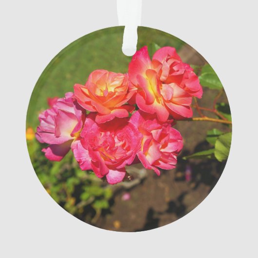 Joseph's Coat Rose #1 Ornament (Rückseite)