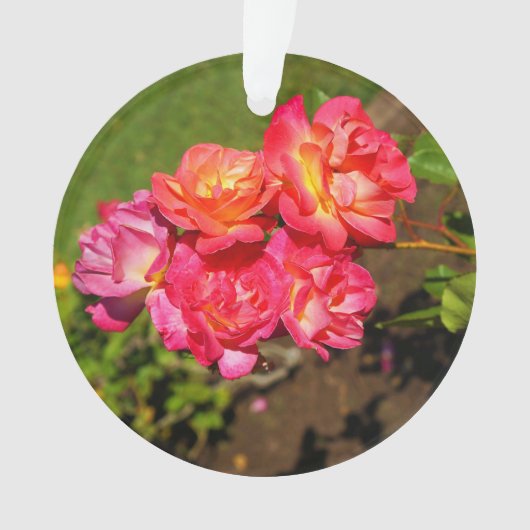 Joseph's Coat Rose #1 Ornament (Vorderseite)