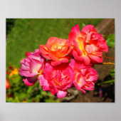 Joseph's Coat Rose #1 Poster (Vorne)